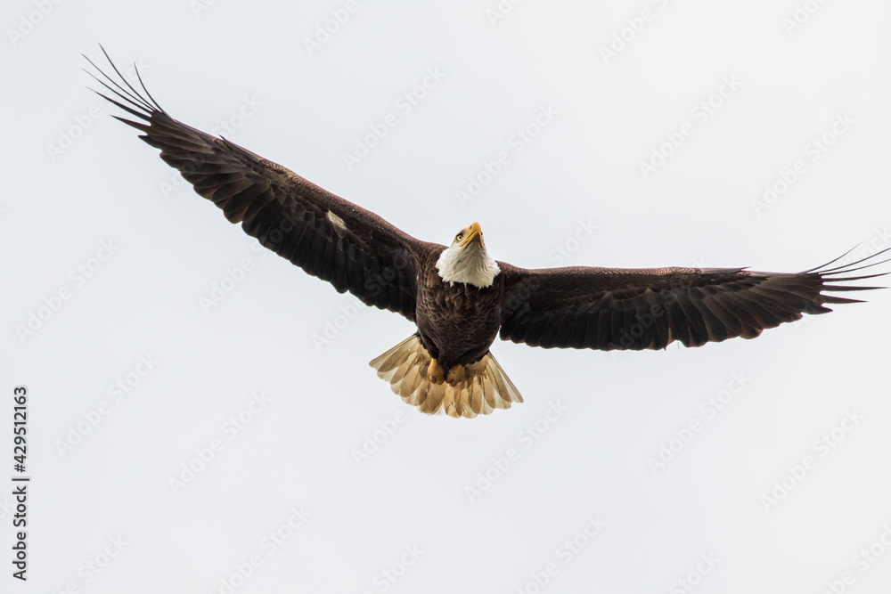 Fototapeta premium bald eagle in flight
