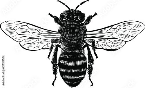 illustration of a wasp © xamyak13