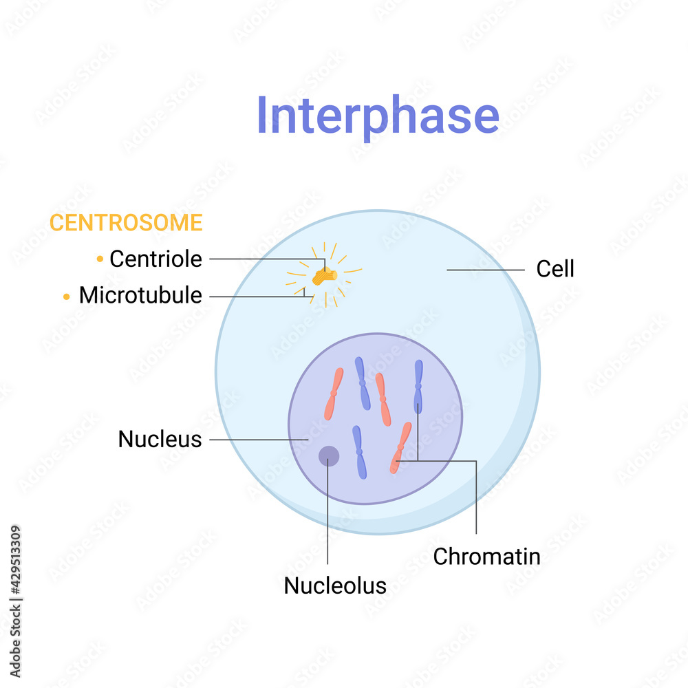 Vector illustration of Mitosis phase. Interphase Stock Vector Biology Diagrams