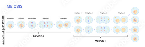 Vector illustration of Meiosis phases. Cell division photo