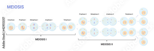 Vector illustration of Meiosis phases. Cell division