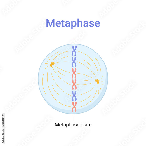 Vector illustration of Mitosis phase. Metaphase photo