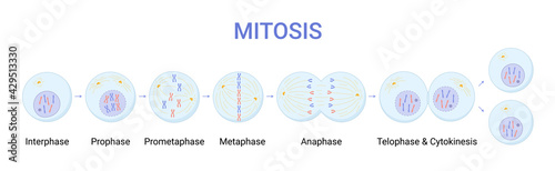 Vector illustration of Mitosis phases. Cell division photo