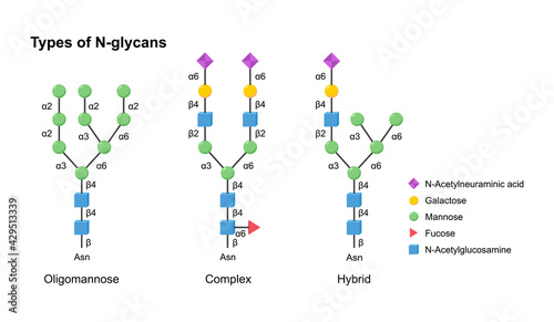 Vector types of N-glycans. Oligomannose, complex and hybrid. photo
