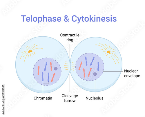 Vector illustration of Mitosis phase. Telophase and Cytokinesis photo