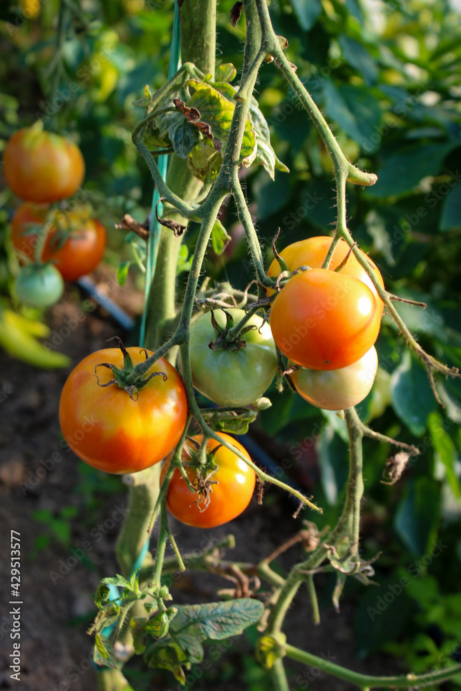Growing tomatoes in a greenhouse. Ripening of tomato fruits in a greenhouse. The concept of growing tomatoes.