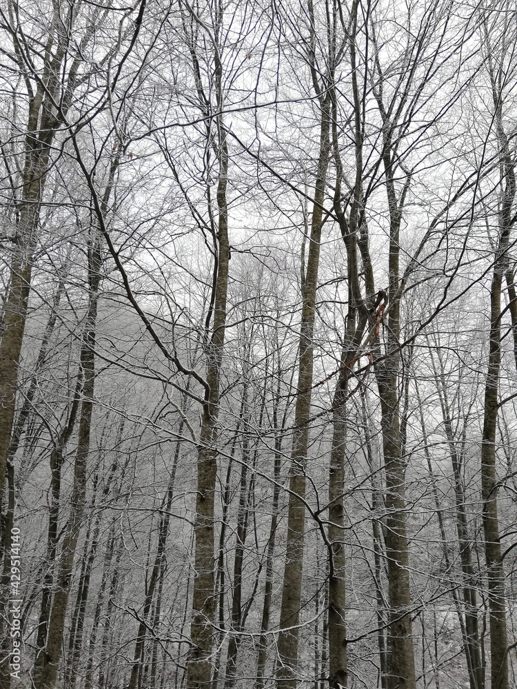 forest in winter forest in winter