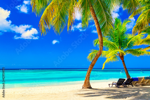 Coconut palm trees with sunloungers on the caribbean tropical beach. Saona Island  Dominican Republic. Vacation travel background