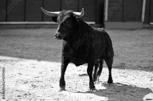 un toro español con mirada desafiante en una plaza de toros durante un espectaculo de toreo