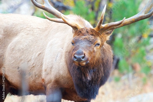 intense stare of a massive bull elk