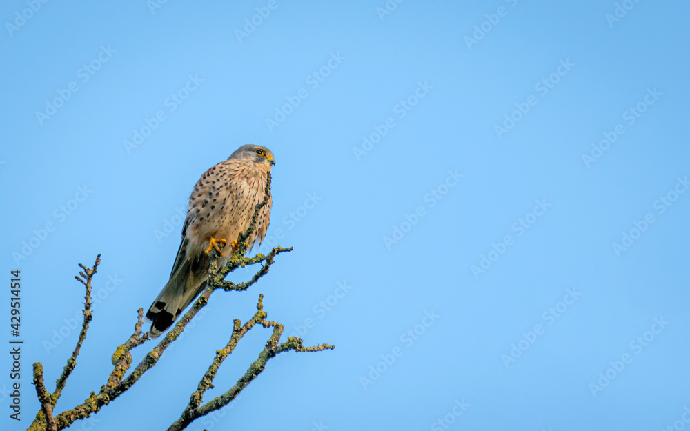 European Kestrel Perched on Tree European Kestrel Perched on Tree