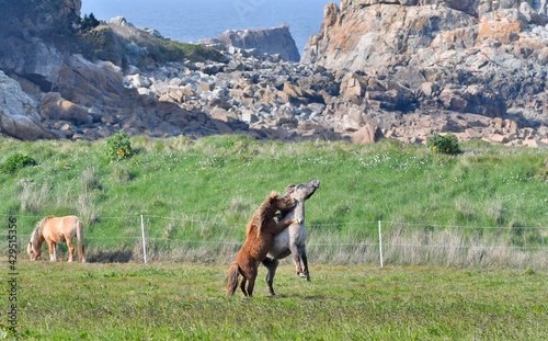 Beautiful horses playing in a field at Plougrescant in Brittany. France