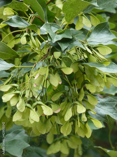 Double-winged samaras of Acer monspessulanum (Montpellier maple) photo