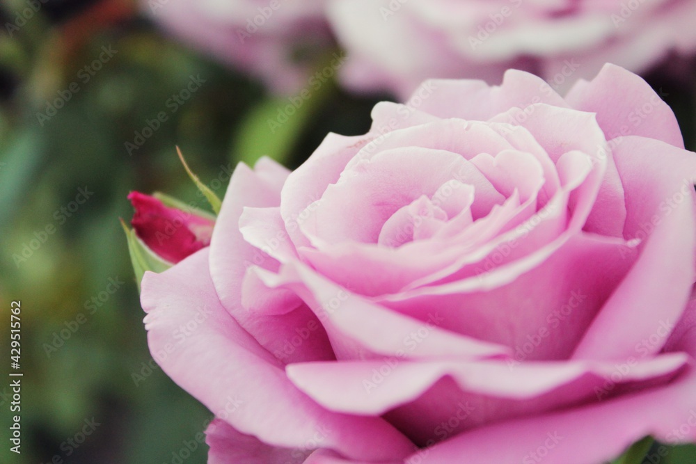 pink rose closeup pink rose closeup