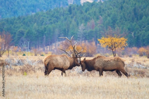 two massive bull elk lock antlers during elk rut.