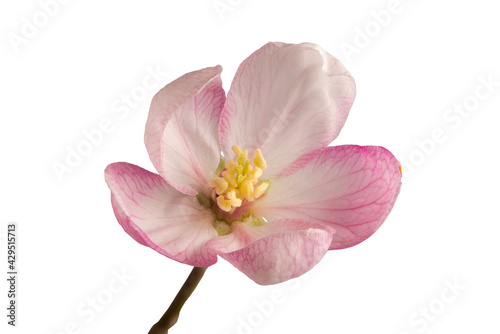  Apple blossom isolated with light background
