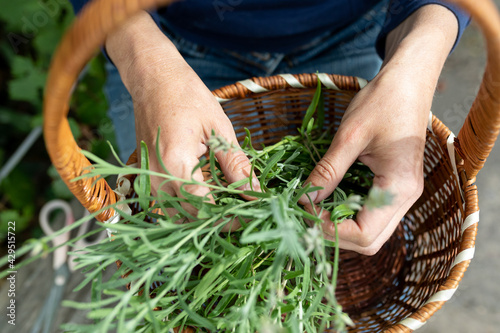 Female hands are folding green stems of lavender in a wicker basket. The concept of floristry, farming.