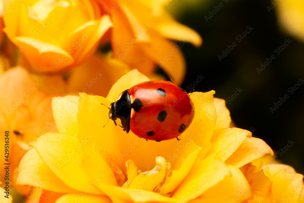 Extreme macro shots, Beautiful ladybug on flower leaf defocused background. Extreme macro shots, Beautiful ladybug on flower leaf defocused background.