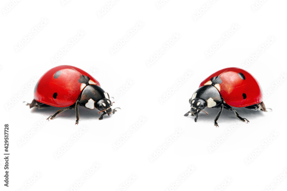 Extreme macro shots, Beautiful ladybug . isolated on a white background. Extreme macro shots, Beautiful ladybug . isolated on a white background.