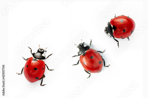 Extreme macro shots, Beautiful ladybug . isolated on a white background.