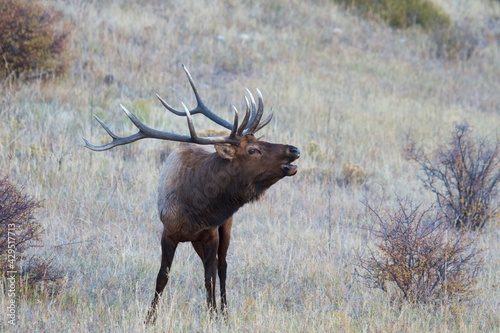 bull elk bellows  © Sean