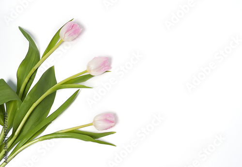 Fototapeta Naklejka Na Ścianę i Meble -  bouquet of pink tulips on a white background