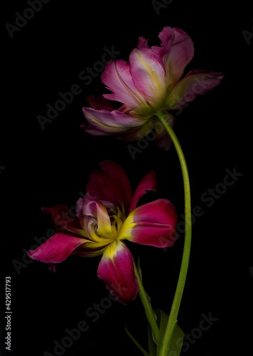 flowers tulips on black background