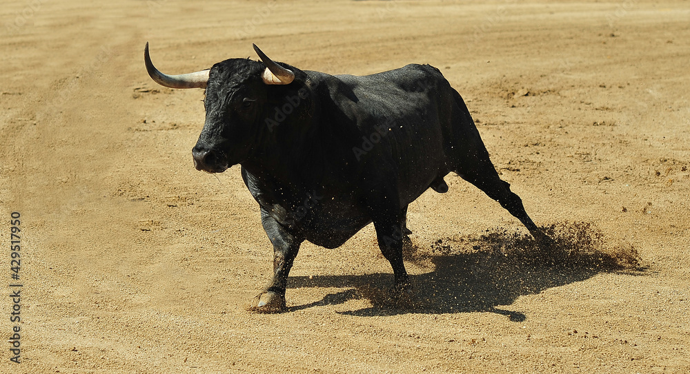 spanish bull in a traditional spectacle of bullfight spanish bull in a traditional spectacle of bullfight