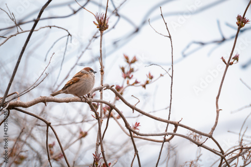 Sparrow bird on a tree branch.