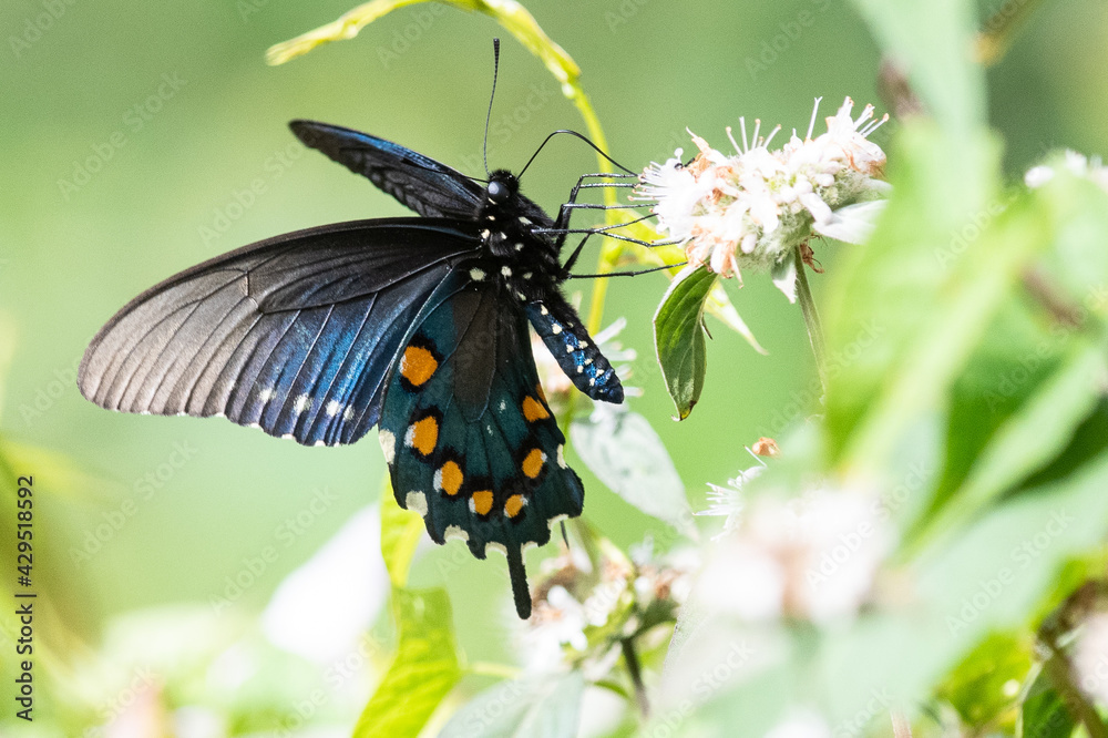 Spicebush Swallowtail Butterfly Sipping Nectar from the Accommodating Flower Spicebush Swallowtail Butterfly Sipping Nectar from the Accommodating Flower