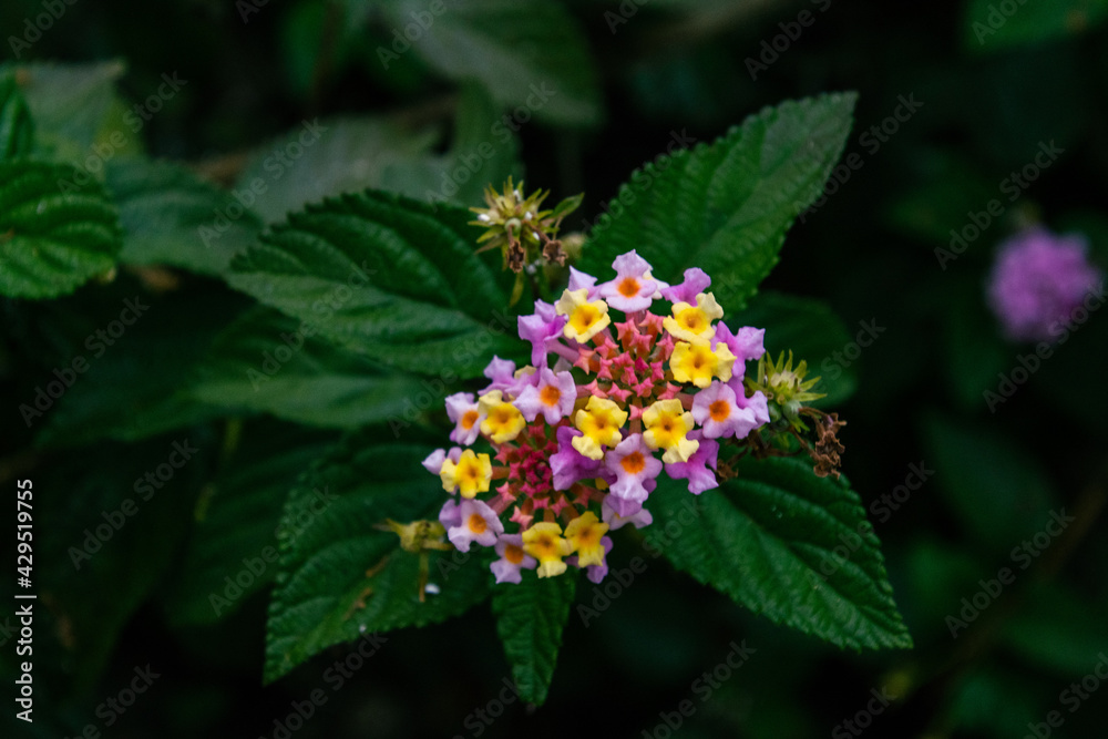 Lantana camara pertenece a la familia Verbenaceae Lantana camara pertenece a la familia Verbenaceae
