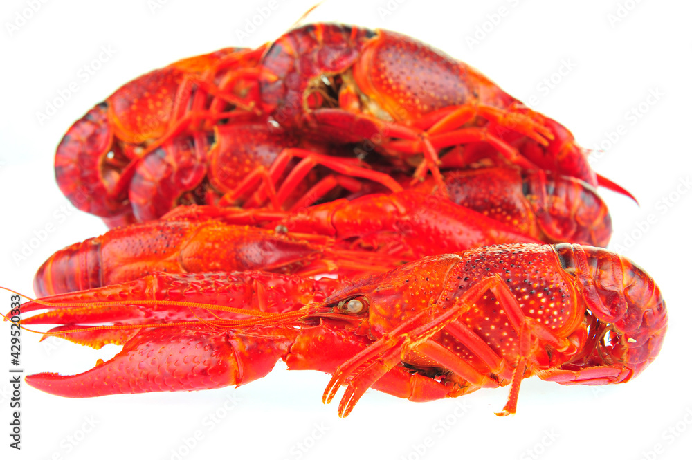 Lobster on a white background Lobster on a white background