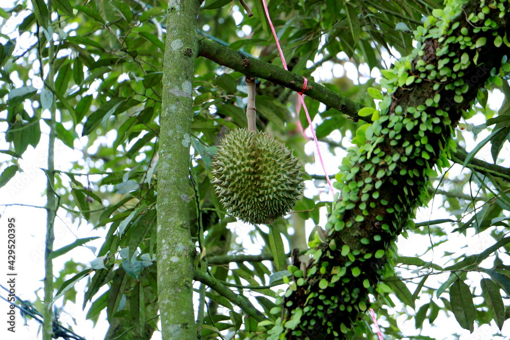 Durian on tree in the organic durian orchard, Selective focus. Durian on tree in the organic durian orchard, Selective focus.