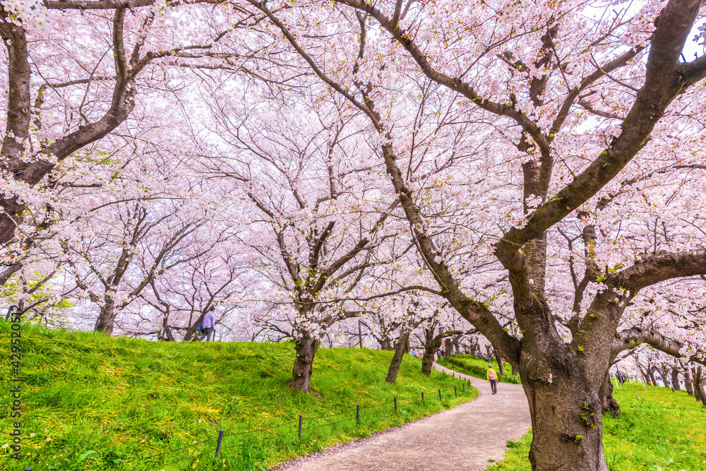 満開の桜