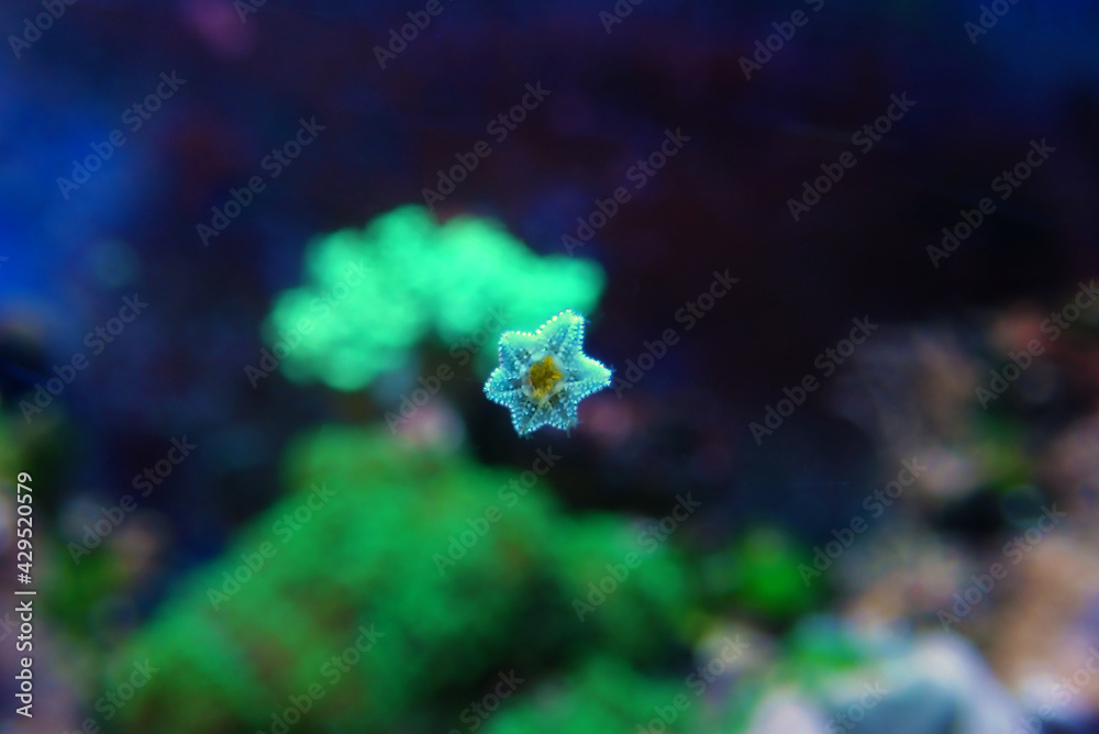 Asterina sea star is common star in home coral reef aquarium tanks ...