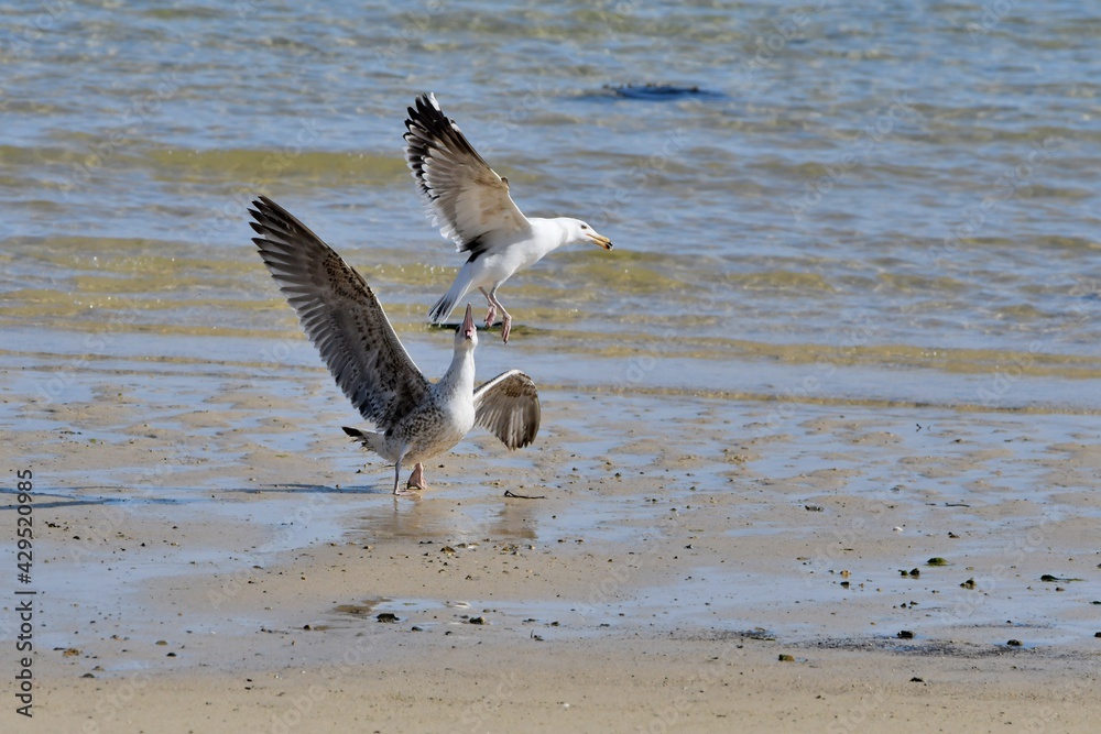 Beautiful seabirds in the sea in Brittany Beautiful seabirds in the sea in Brittany