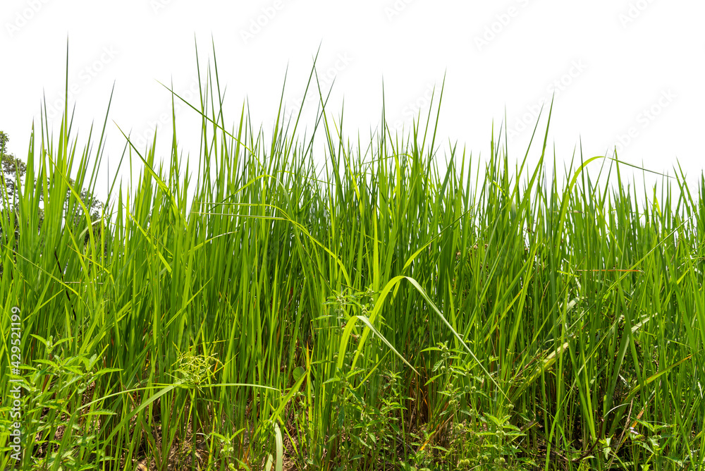Obraz premium Green grass background texture, Green lawn texture background, top view.