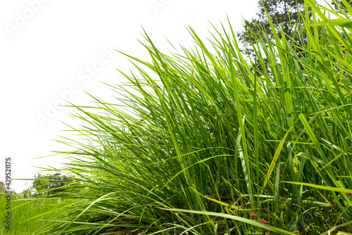 Green grass background texture   Green lawn texture background  top view.