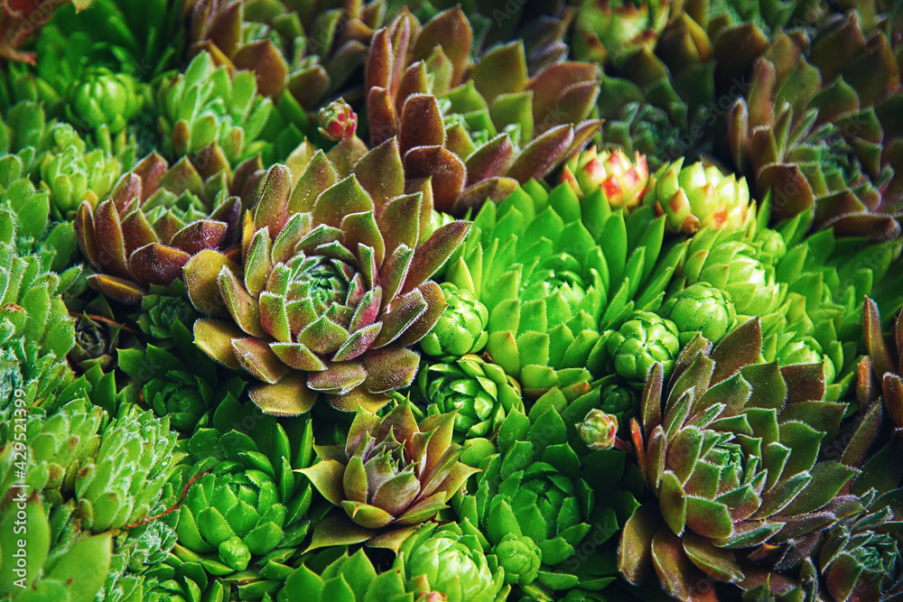 Mountain Houseleek ground covering plants of various color and shape Mountain Houseleek ground covering plants of various color and shape