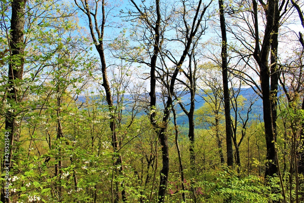 Fototapeta premium Beautiful green forest in the Ozarks.