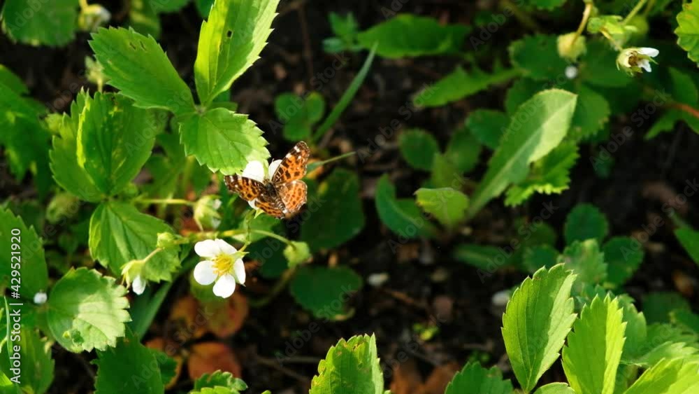 Black and orange butterfly flying on white flower after feeding. 4K butterfly in summer garden with blooming wild strawberries in spring Black and orange butterfly flying on white flower after feeding. 4K butterfly in summer garden with blooming wild strawberries in spring