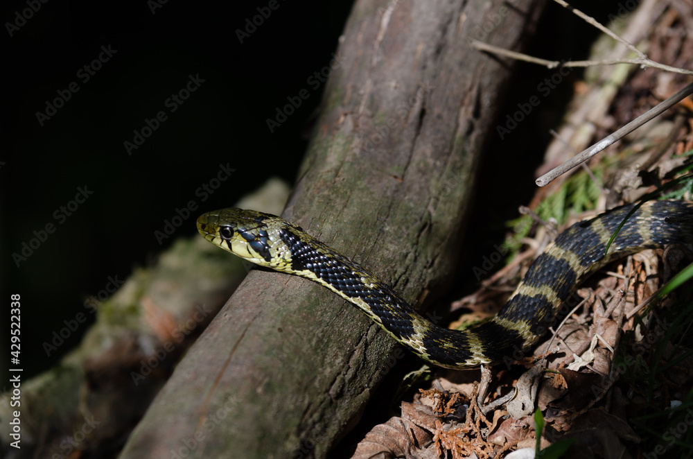 Naklejka premium ヤマカガシ