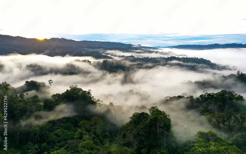 Sunrise in a tropical forest, early in the morning the dark rainforest canopy is still covered in a layer of fog or mist until the sun appears