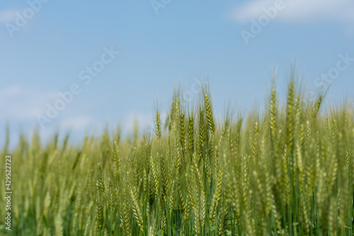 風にそよぐ大麦畑