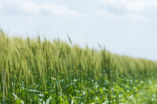 風にそよぐ大麦畑
