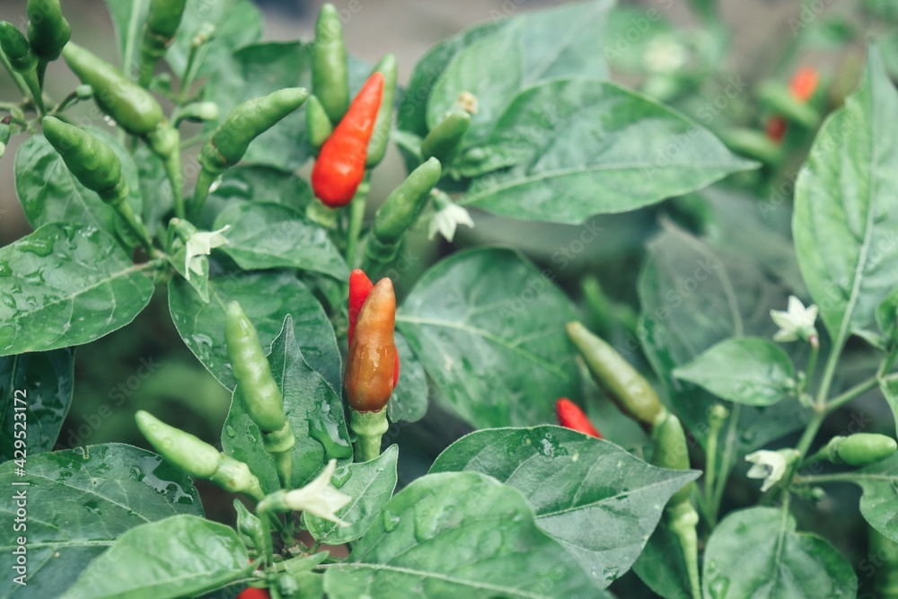 Close up of red chilli plant and green leaves Close up of red chilli plant and green leaves