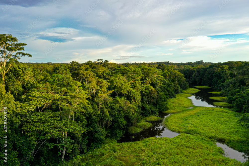 A tropical forest is broken open by a swamp that is covered in lighter green grasses