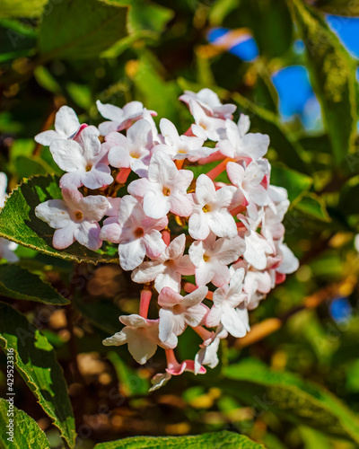 Close up of flwoers on a bush in the spring photo