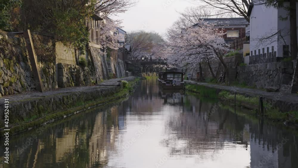 Sunrise over Omihachiman Bori, Sakura along the Moat, Shiga Japan Sunrise over Omihachiman Bori, Sakura along the Moat, Shiga Japan