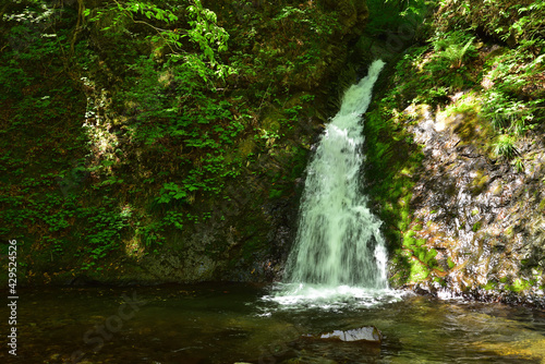 Beautiful waterfall in a green forest